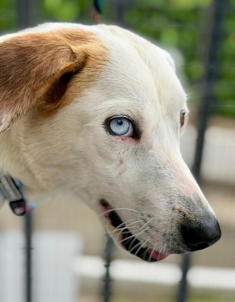 Enlarge Lucy, a Adoptable mixed breed in North Reading, MA image 1/6