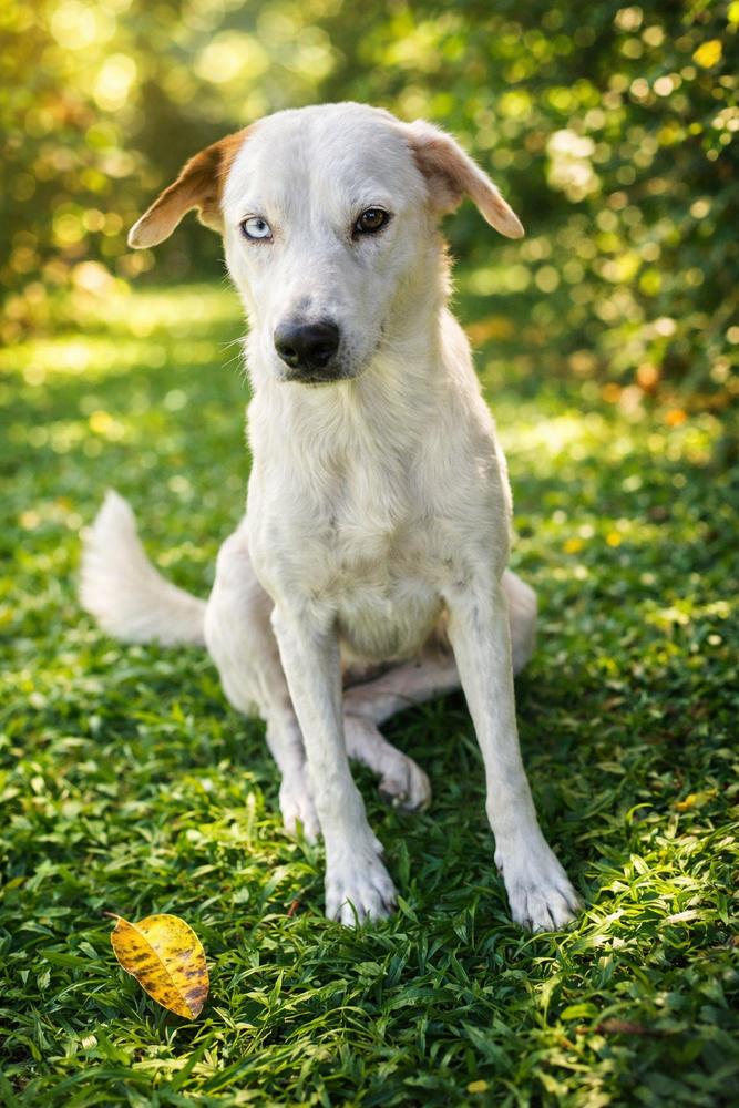 Enlarge Lucy, a Adoptable mixed breed in North Reading, MA image 2/6