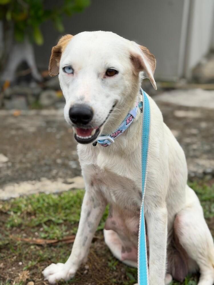Enlarge Lucy, a Adoptable mixed breed in North Reading, MA image 2/6