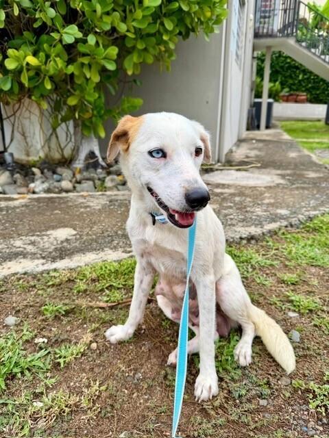 Enlarge Lucy, a Adoptable mixed breed in North Reading, MA image 4/6