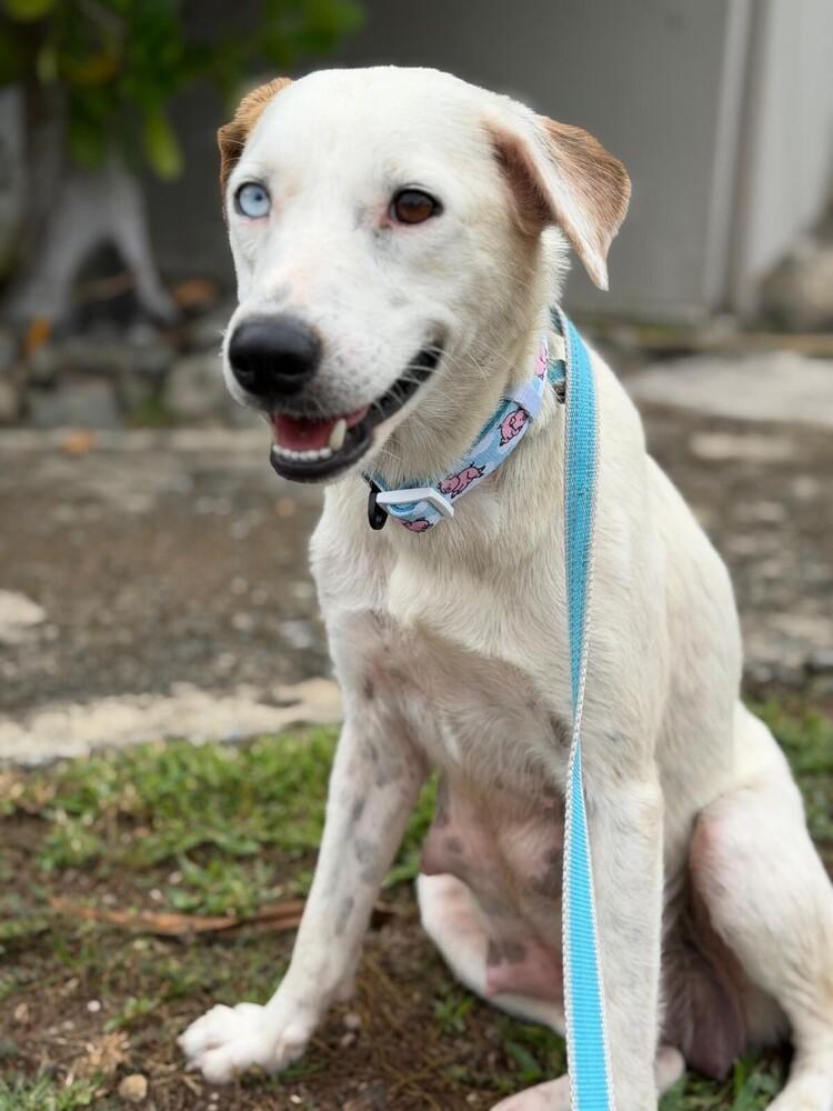 Enlarge Lucy, a Adoptable mixed breed in North Reading, MA image 5/6