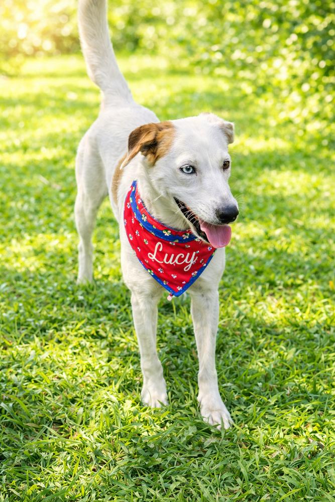 Enlarge Lucy, a Adoptable mixed breed in North Reading, MA image 6/6