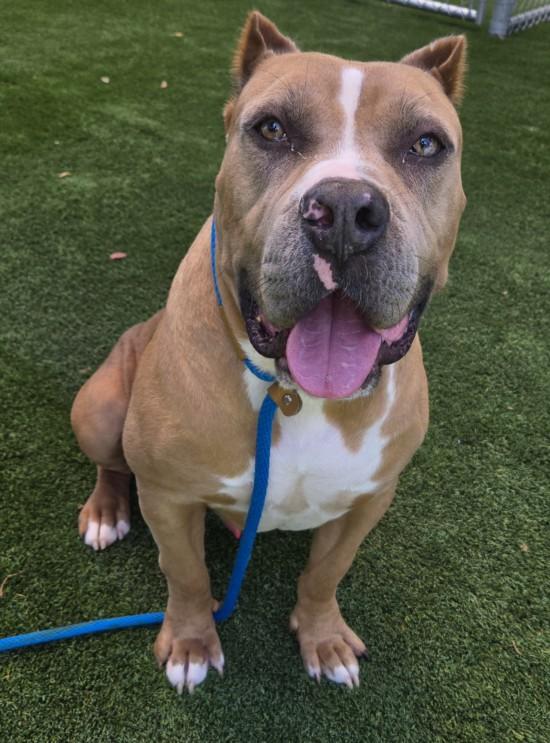 RADAR, Adoptable, Adult Male Pit Bull Terrier.