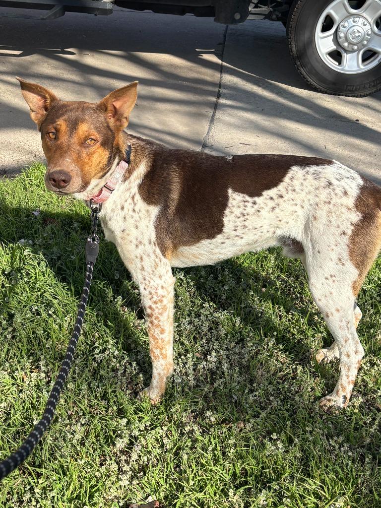 Enlarge Ranger, a Adoptable mixed breed in Red Oak, TX image 1/1