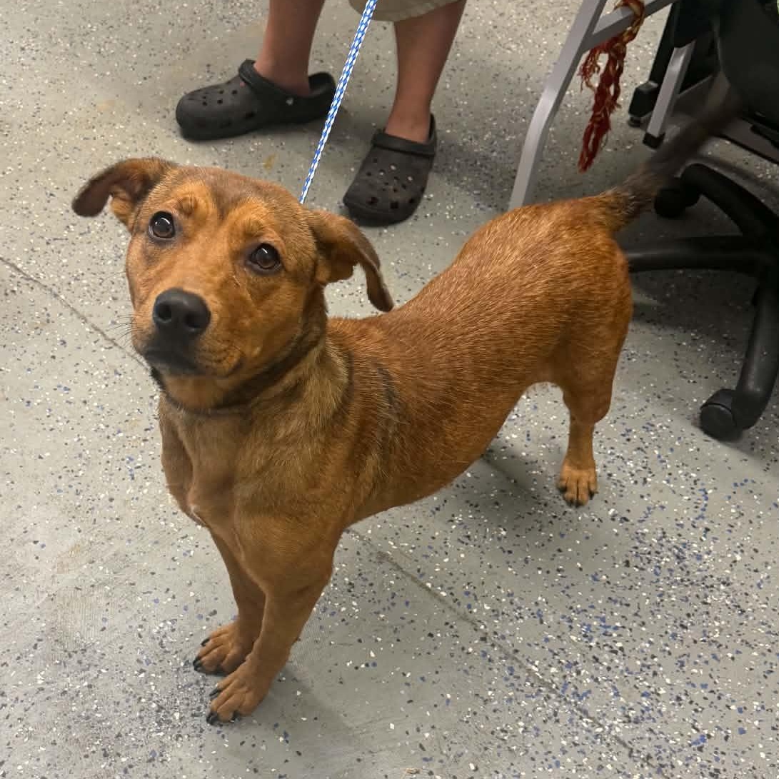 Enlarge Trixie, a Adoptable mixed breed in Jeffersonville, IN image 1/1