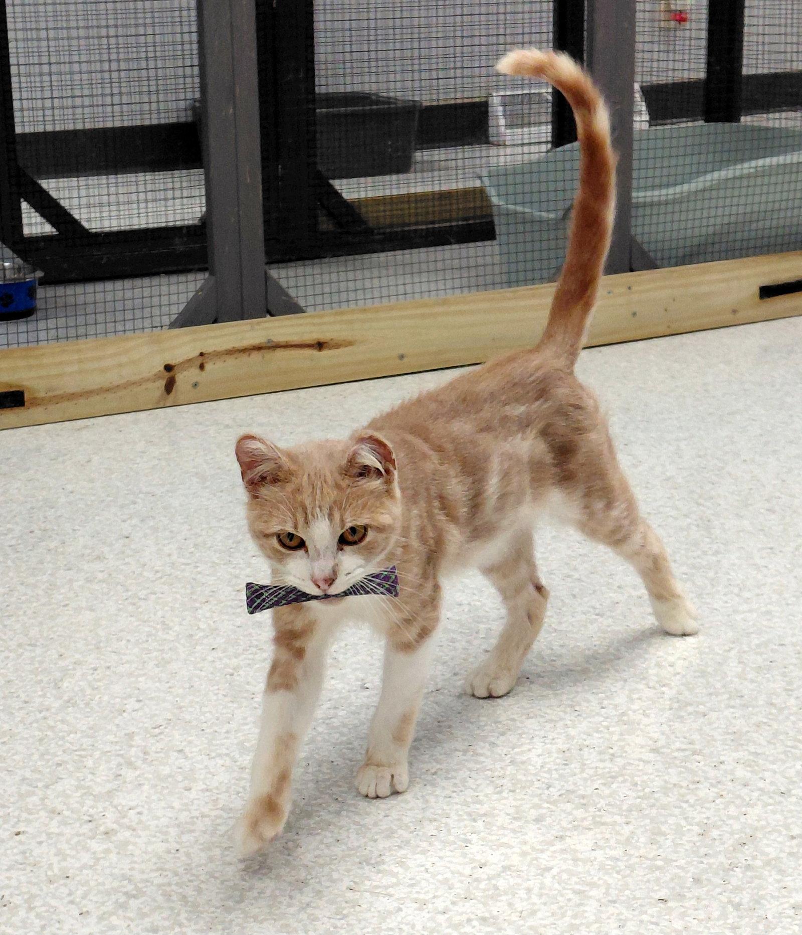 Newton, Adoptable, Young Male Domestic Short Hair.