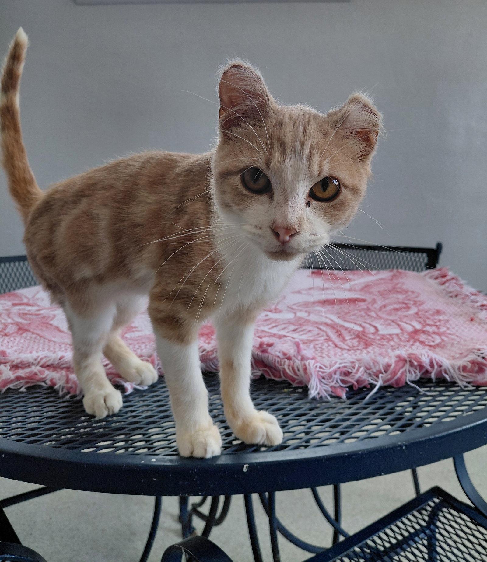 Newton, a Adoptable Domestic Short Hair in Montello, WI image 2/3