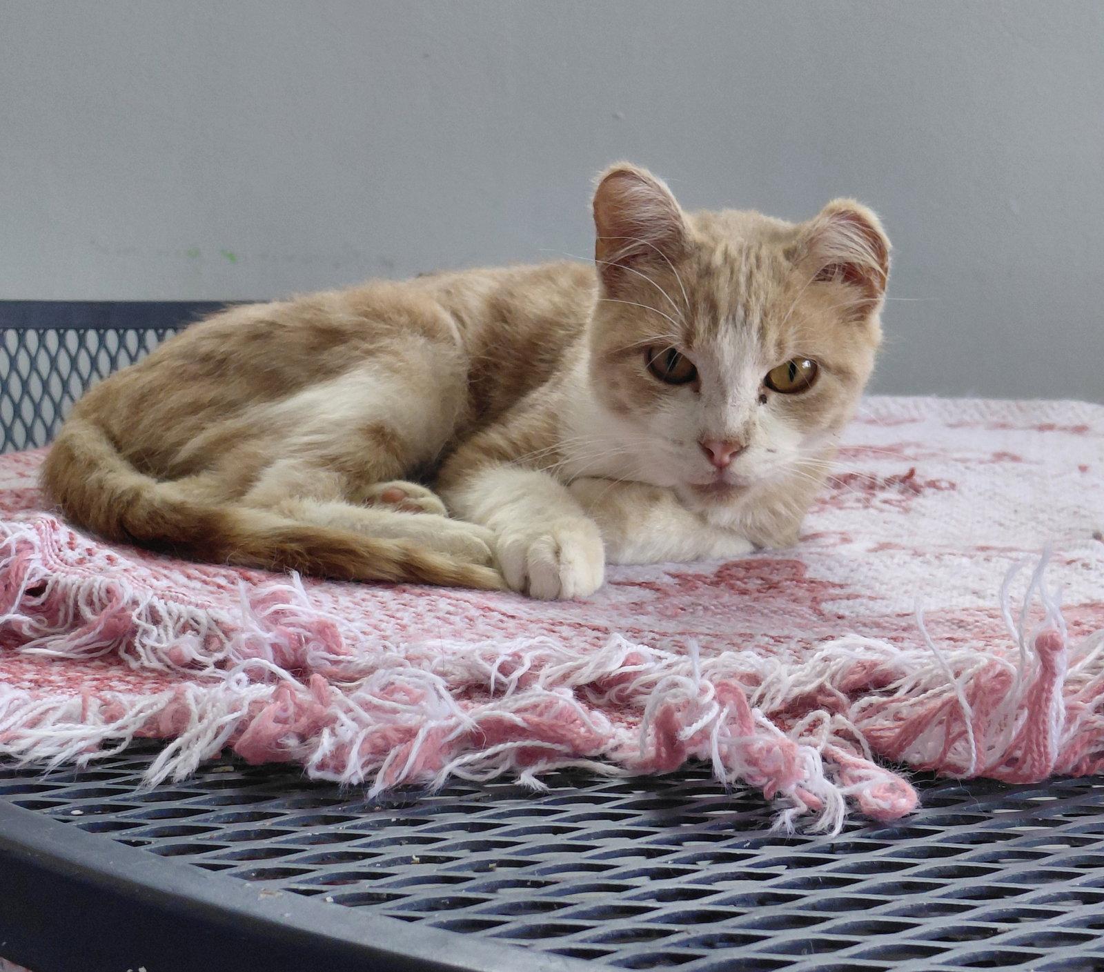 Newton, a Adoptable Domestic Short Hair in Montello, WI image 3/3