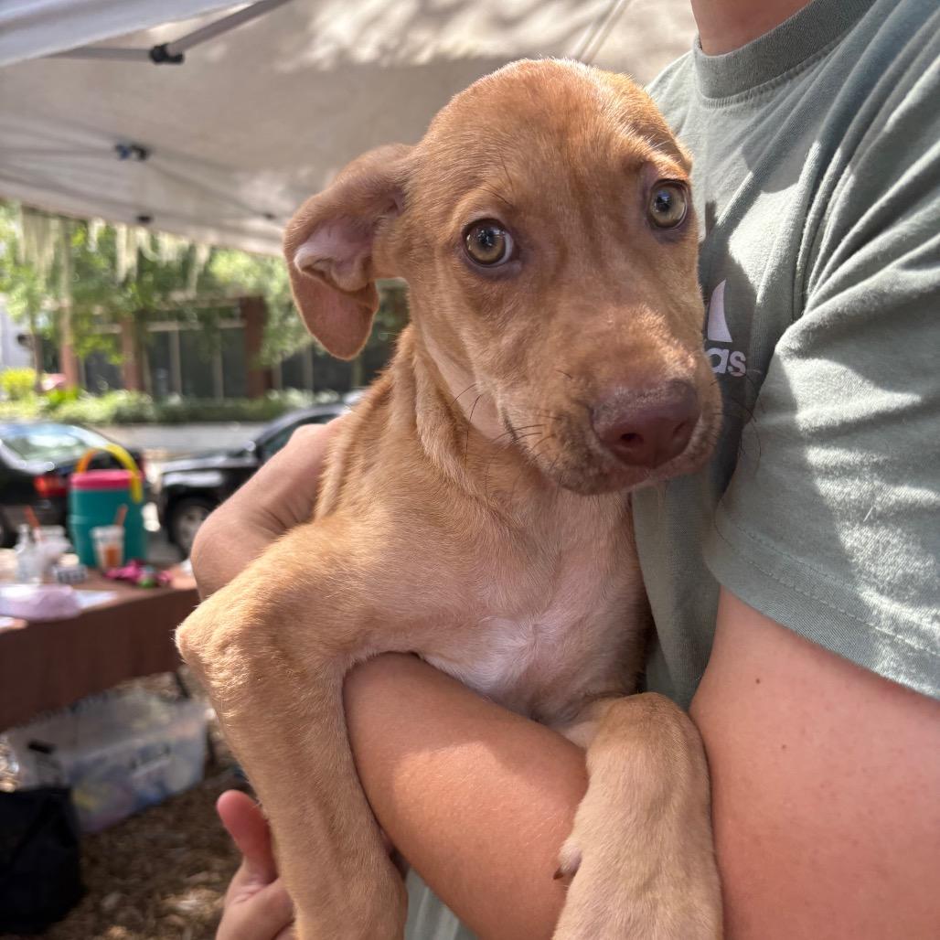 Enlarge Jackpot aka JP, a Adoptable Mixed Breed in QUINCY, FL image 1/5