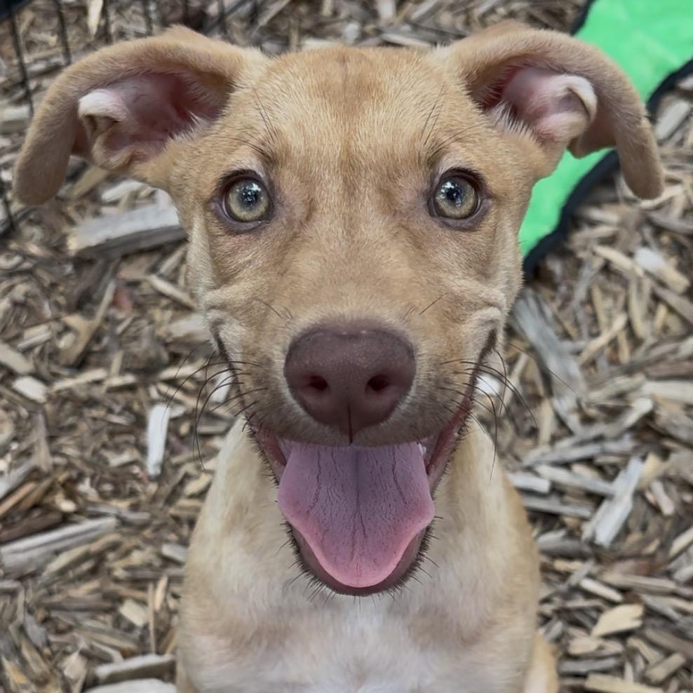 Enlarge Jackpot aka JP, a Adoptable Mixed Breed in QUINCY, FL image 2/5