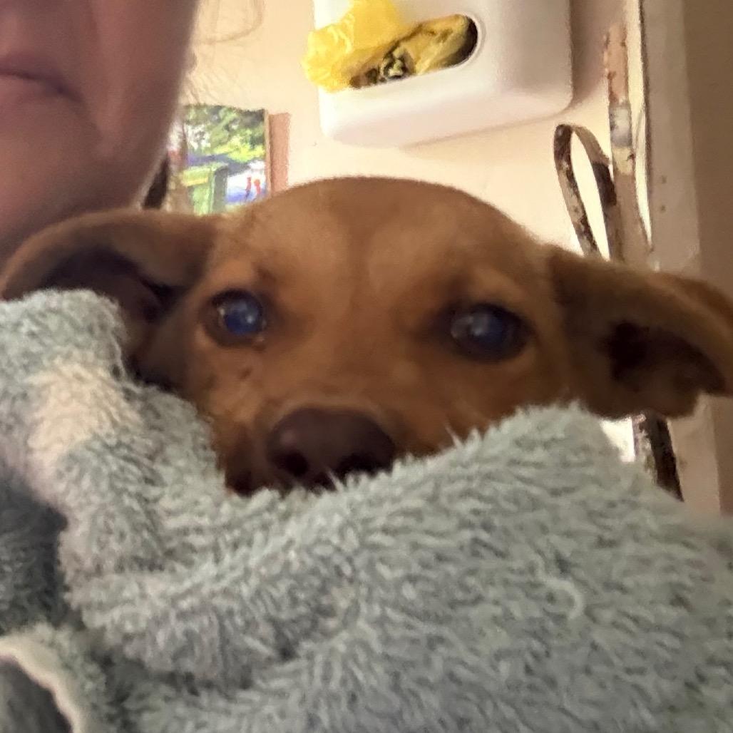 Enlarge Jackpot aka JP, a Adoptable Mixed Breed in QUINCY, FL image 3/5