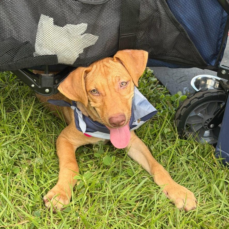 Enlarge Jackpot aka JP, a Adoptable Mixed Breed in QUINCY, FL image 4/5