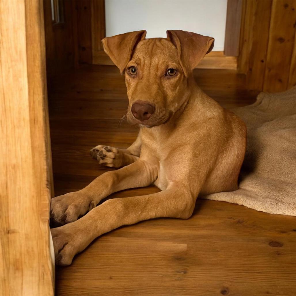 Enlarge Jackpot aka JP, a Adoptable Mixed Breed in QUINCY, FL image 5/5