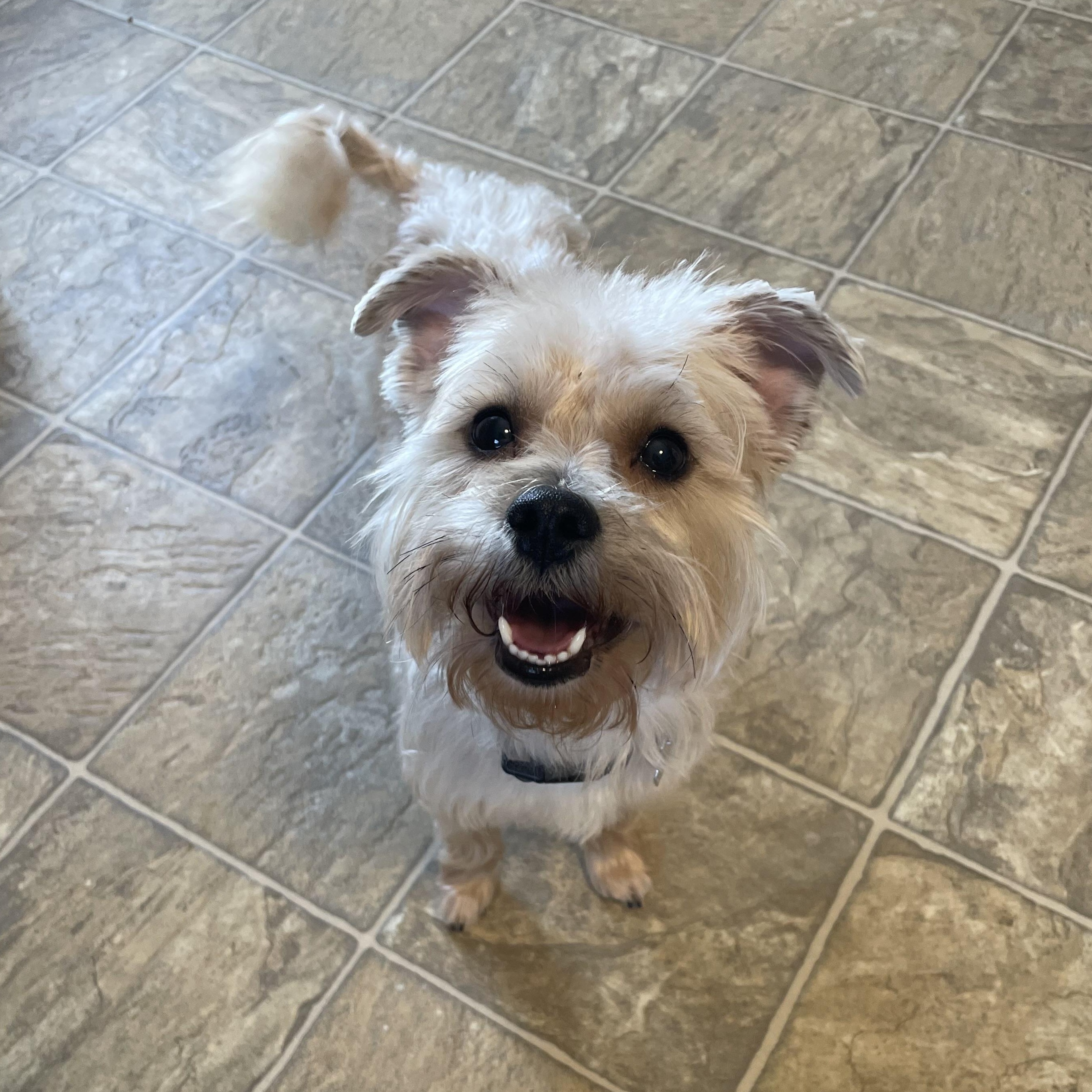 Enlarge Kevin, an adopted mixed breed in Oxford, MI image 2/5