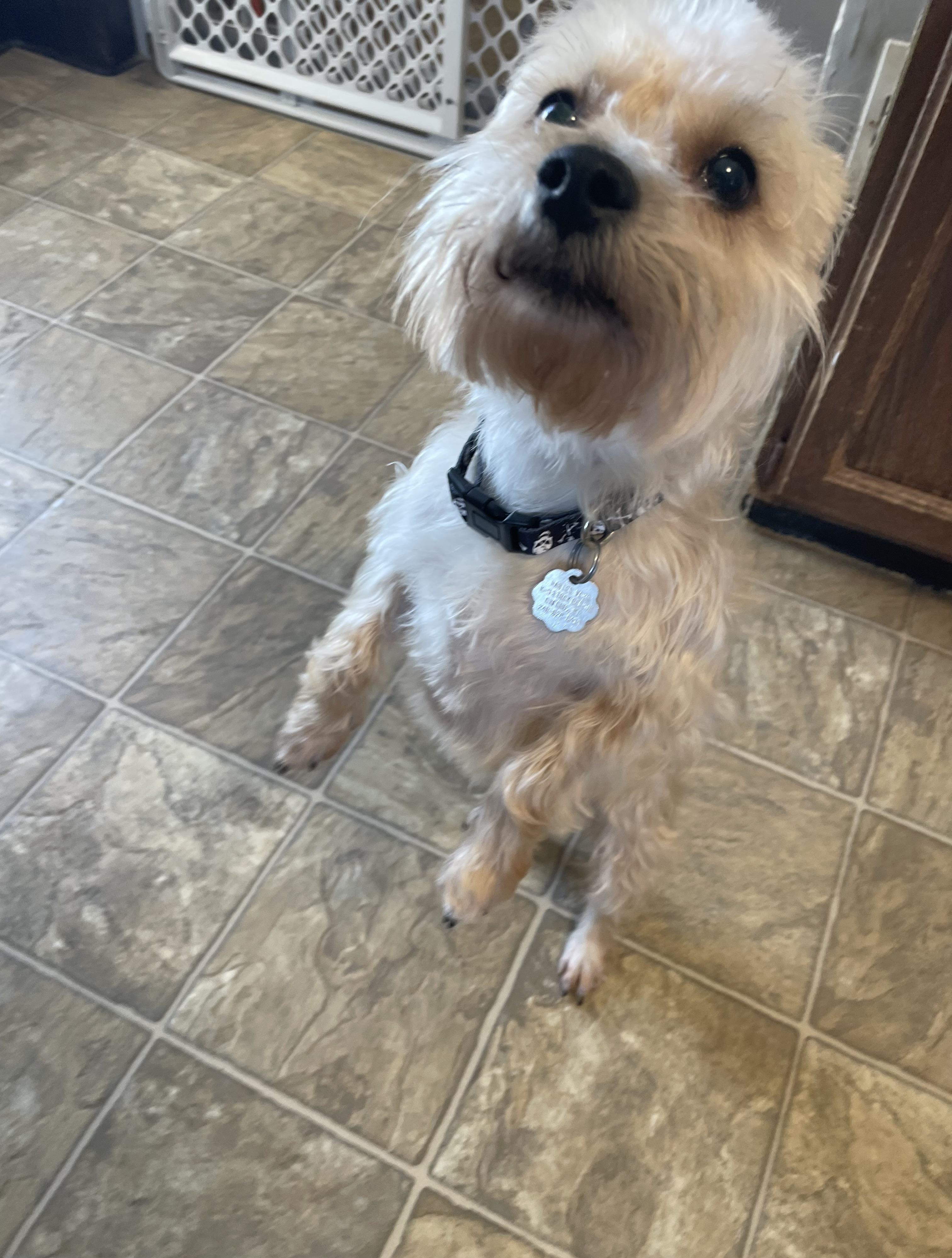 Enlarge Kevin, an adopted mixed breed in Oxford, MI image 4/5