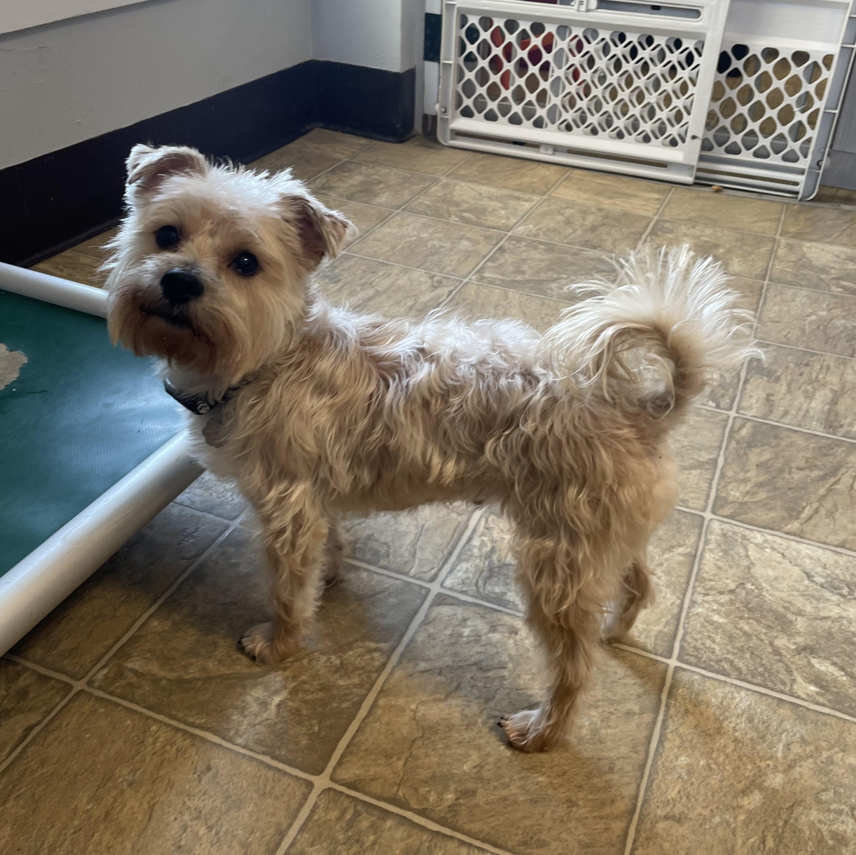 Enlarge Kevin, an adopted mixed breed in Oxford, MI image 5/5