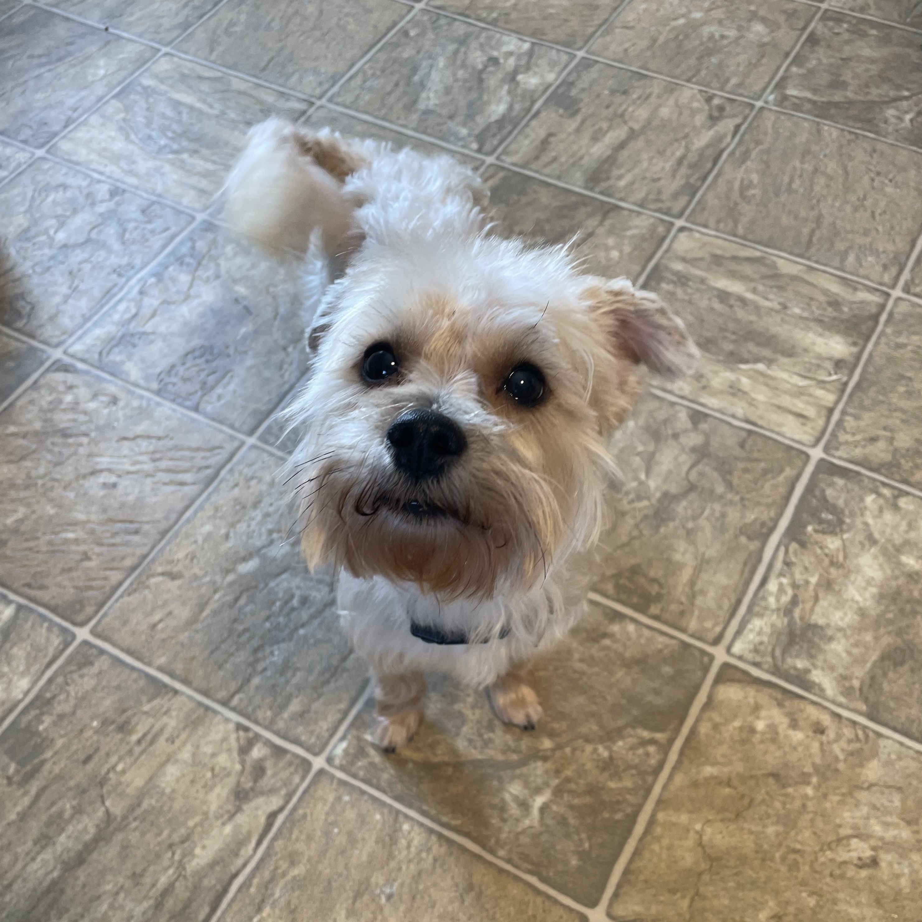 Enlarge Kevin, an adopted mixed breed in Oxford, MI image 3/5