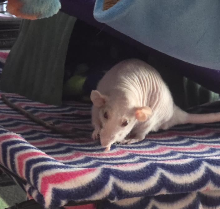 Enlarge Bongos, Jane, & Creature!, a ADOPTABLE Rat in Minneapolis, MN image 5/6