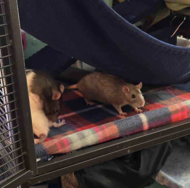 Enlarge Bongos, Jane, & Creature!, a ADOPTABLE Rat in Minneapolis, MN image 1/6