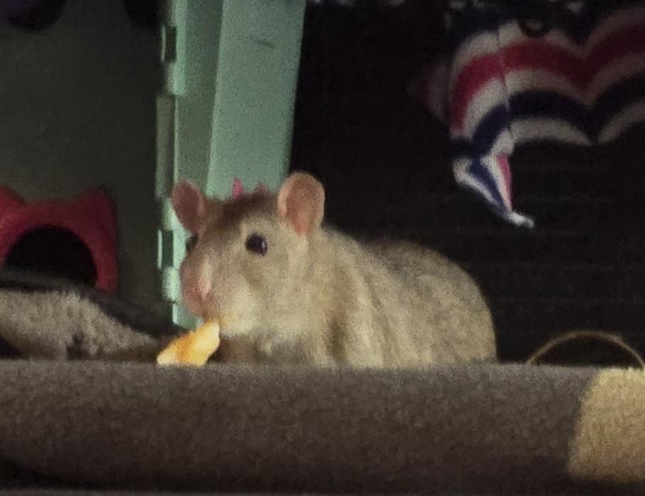 Enlarge Bongos, Jane, & Creature!, a ADOPTABLE Rat in Minneapolis, MN image 6/6