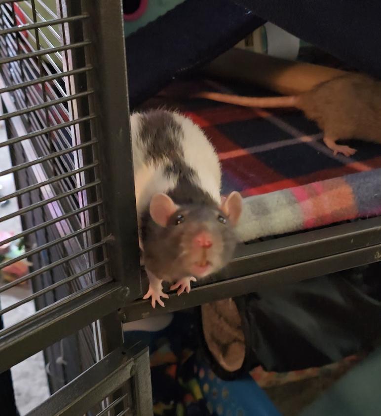 Enlarge Bongos, Jane, & Creature!, a ADOPTABLE Rat in Minneapolis, MN image 3/6