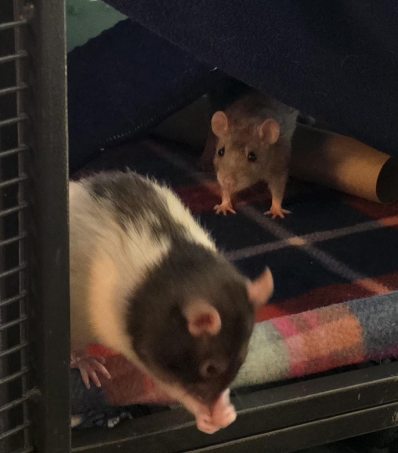 Enlarge Bongos, Jane, & Creature!, a ADOPTABLE Rat in Minneapolis, MN image 2/6