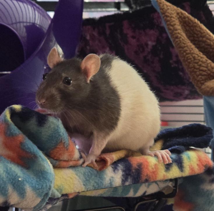 Enlarge Bongos, Jane, & Creature!, a ADOPTABLE Rat in Minneapolis, MN image 4/6