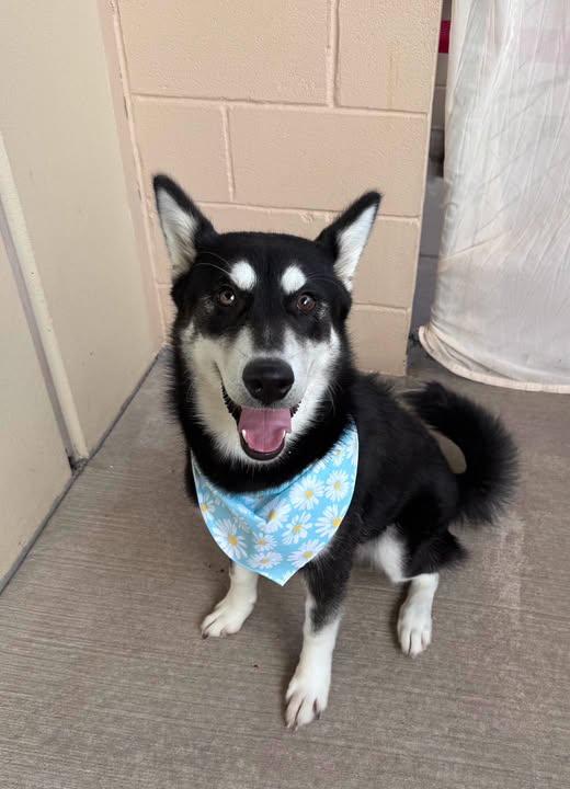 Storm, Adoptable, Puppy Female Husky.