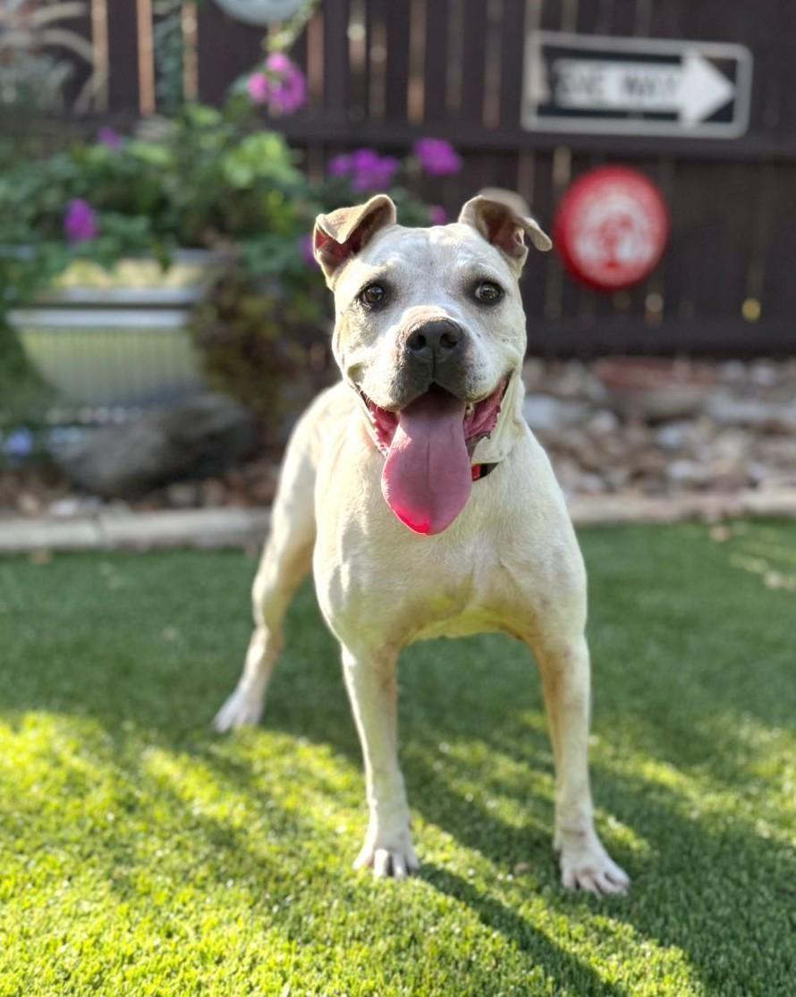 Enlarge Cookie, a ADOPTABLE mixed breed in San Antonio, TX image 5/6