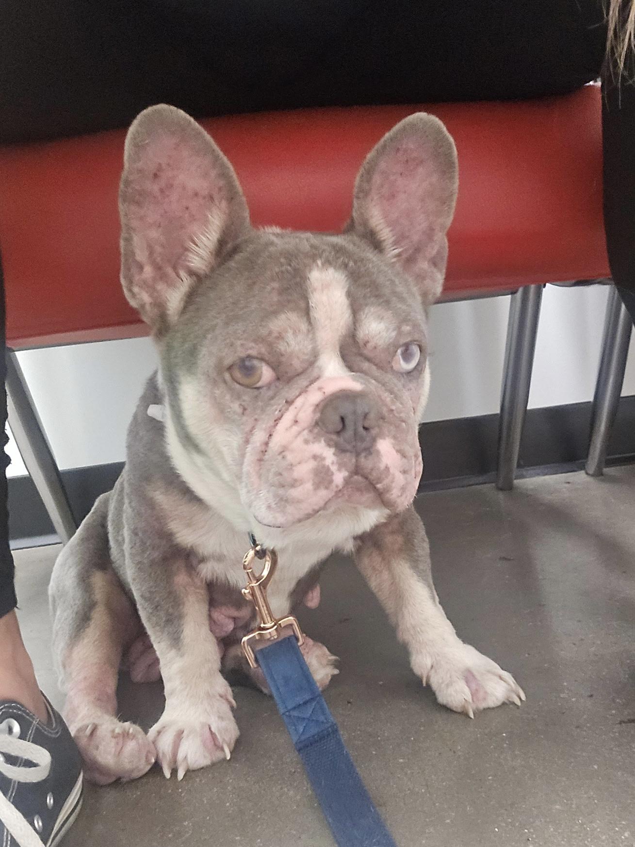 Bob, Adoptable, Adult Male French Bulldog.