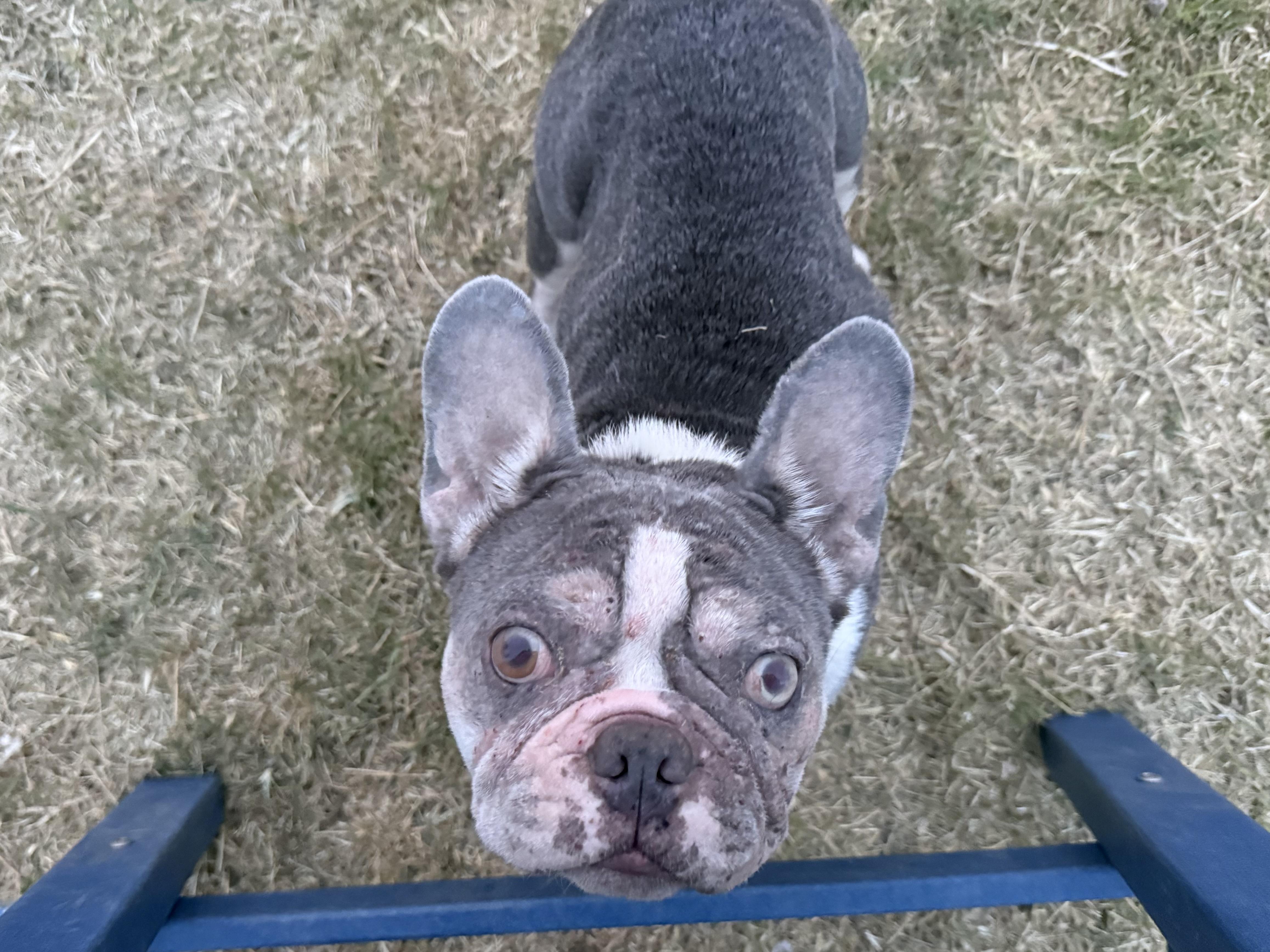 Enlarge Bob, a Adoptable French Bulldog in Mesa, AZ image 2/6