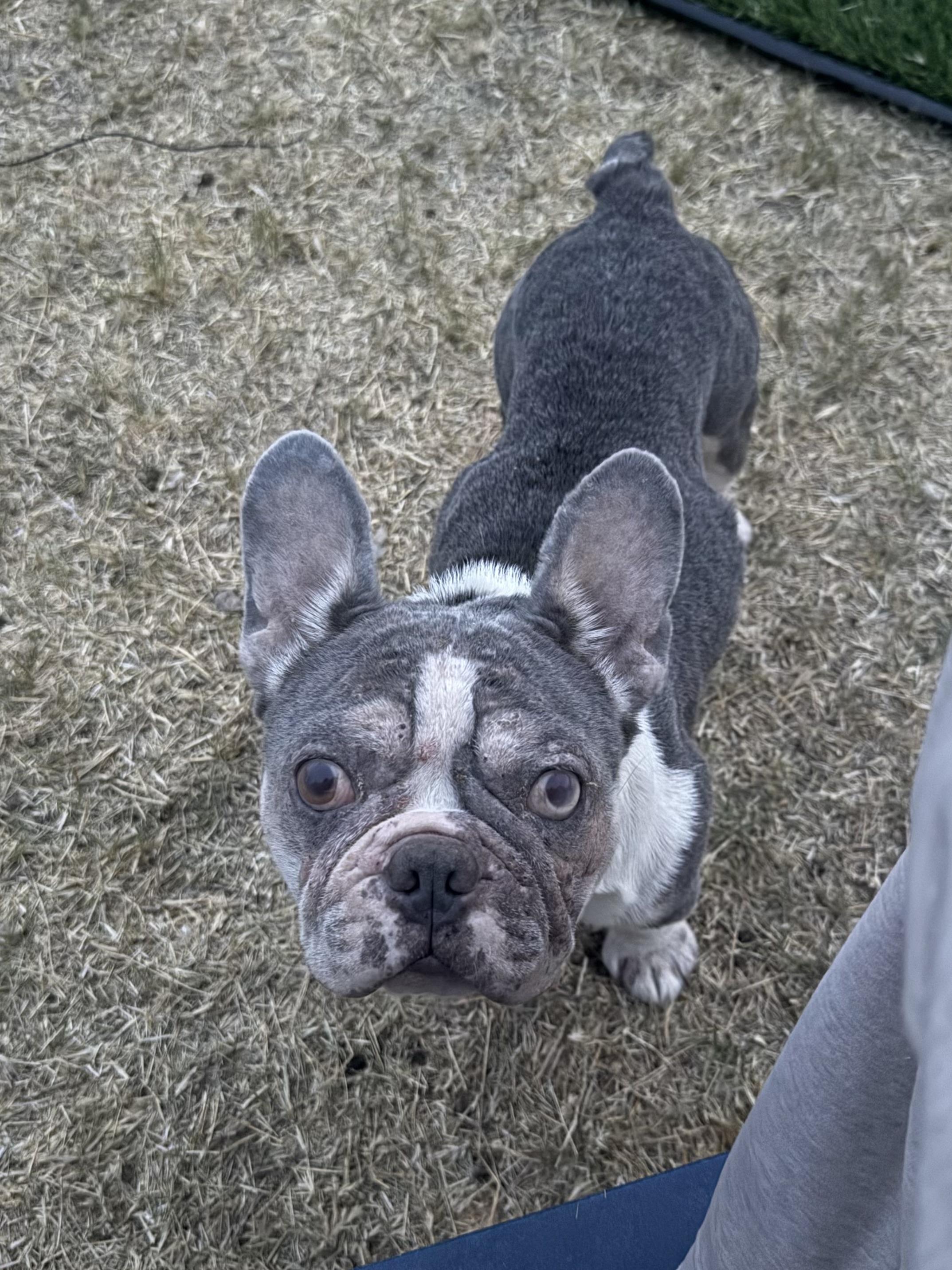 Enlarge Bob, a Adoptable French Bulldog in Mesa, AZ image 3/6