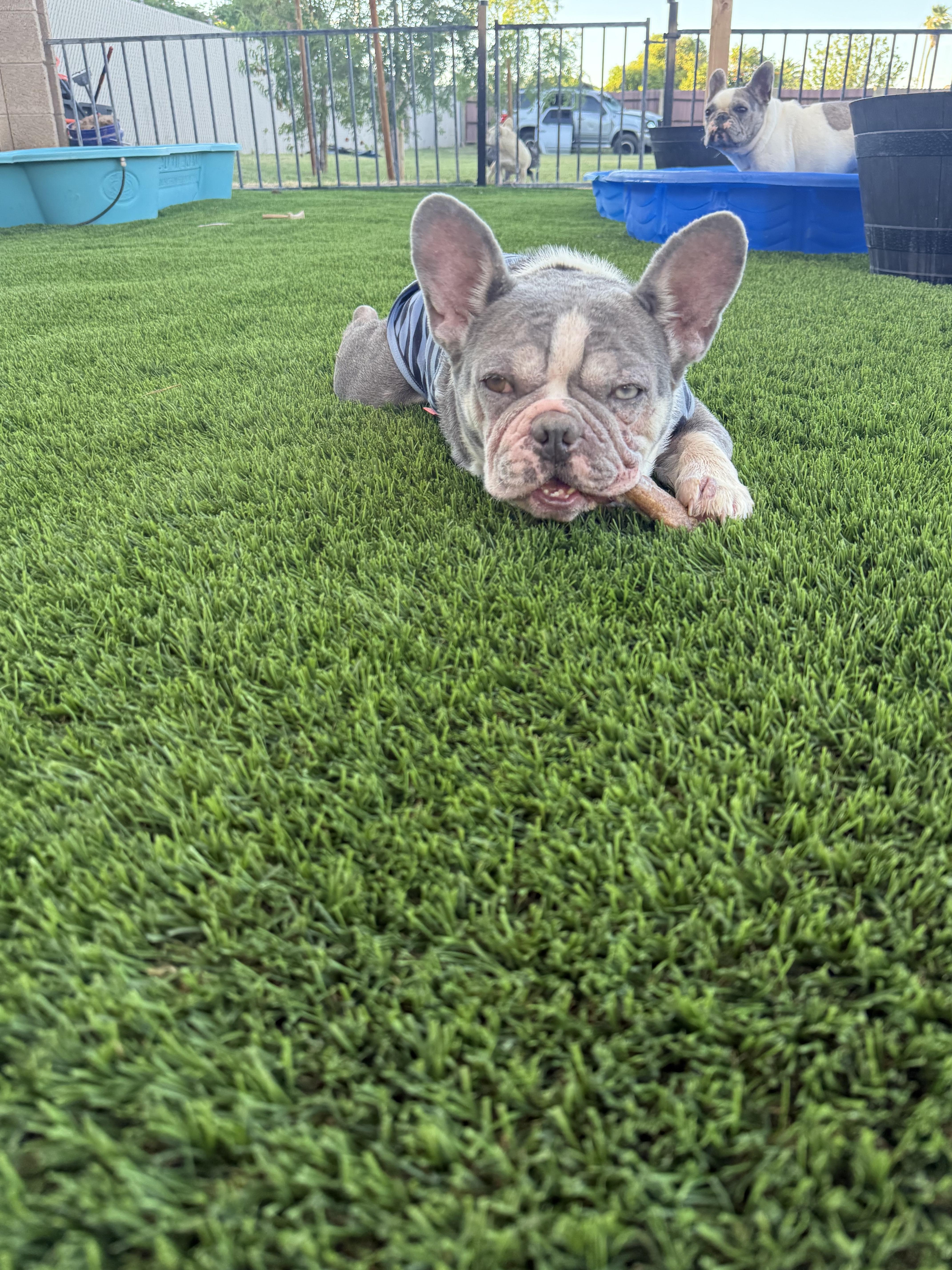 Enlarge Bob, a Adoptable French Bulldog in Mesa, AZ image 4/6