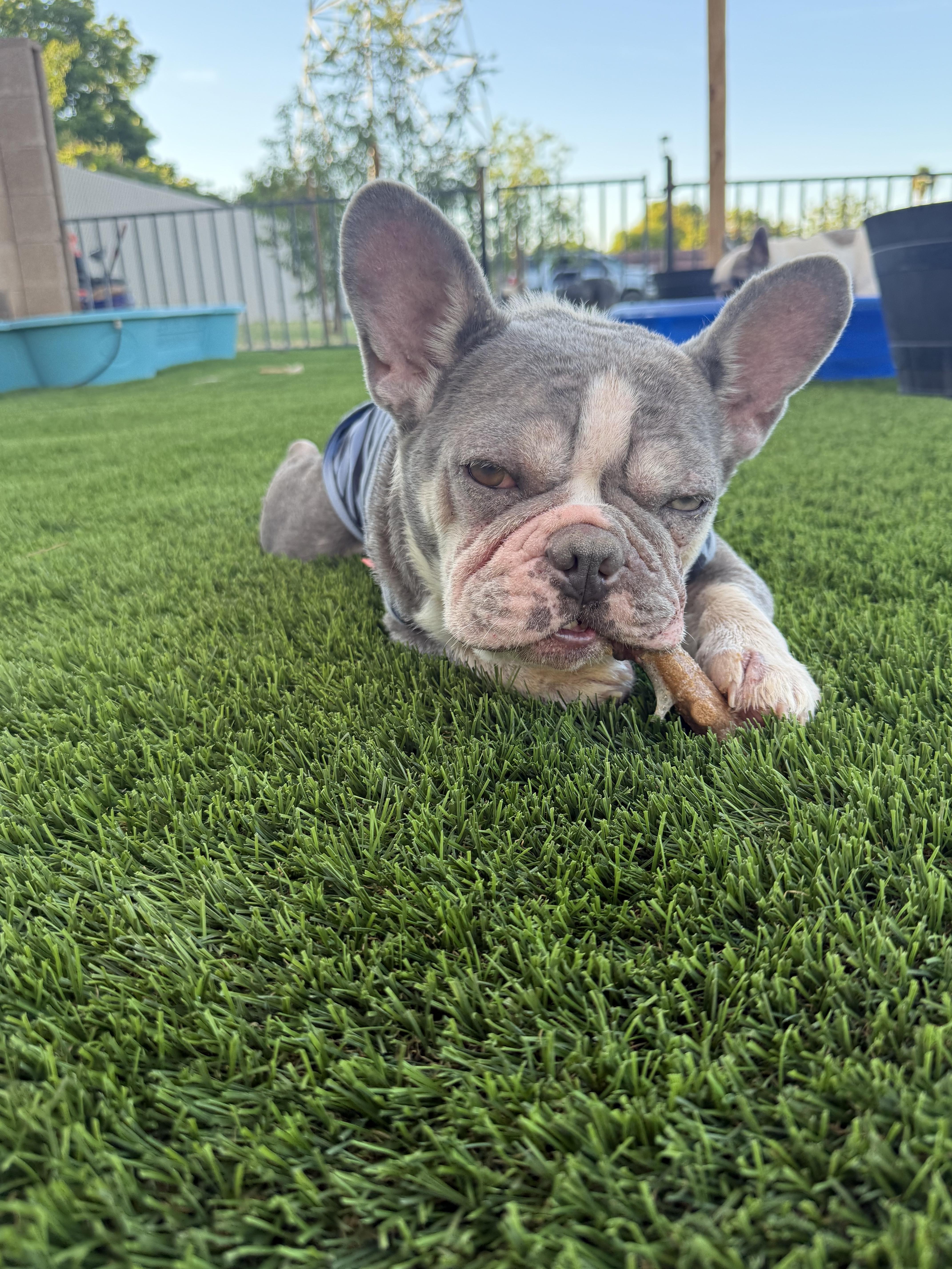 Enlarge Bob, a Adoptable French Bulldog in Mesa, AZ image 5/6