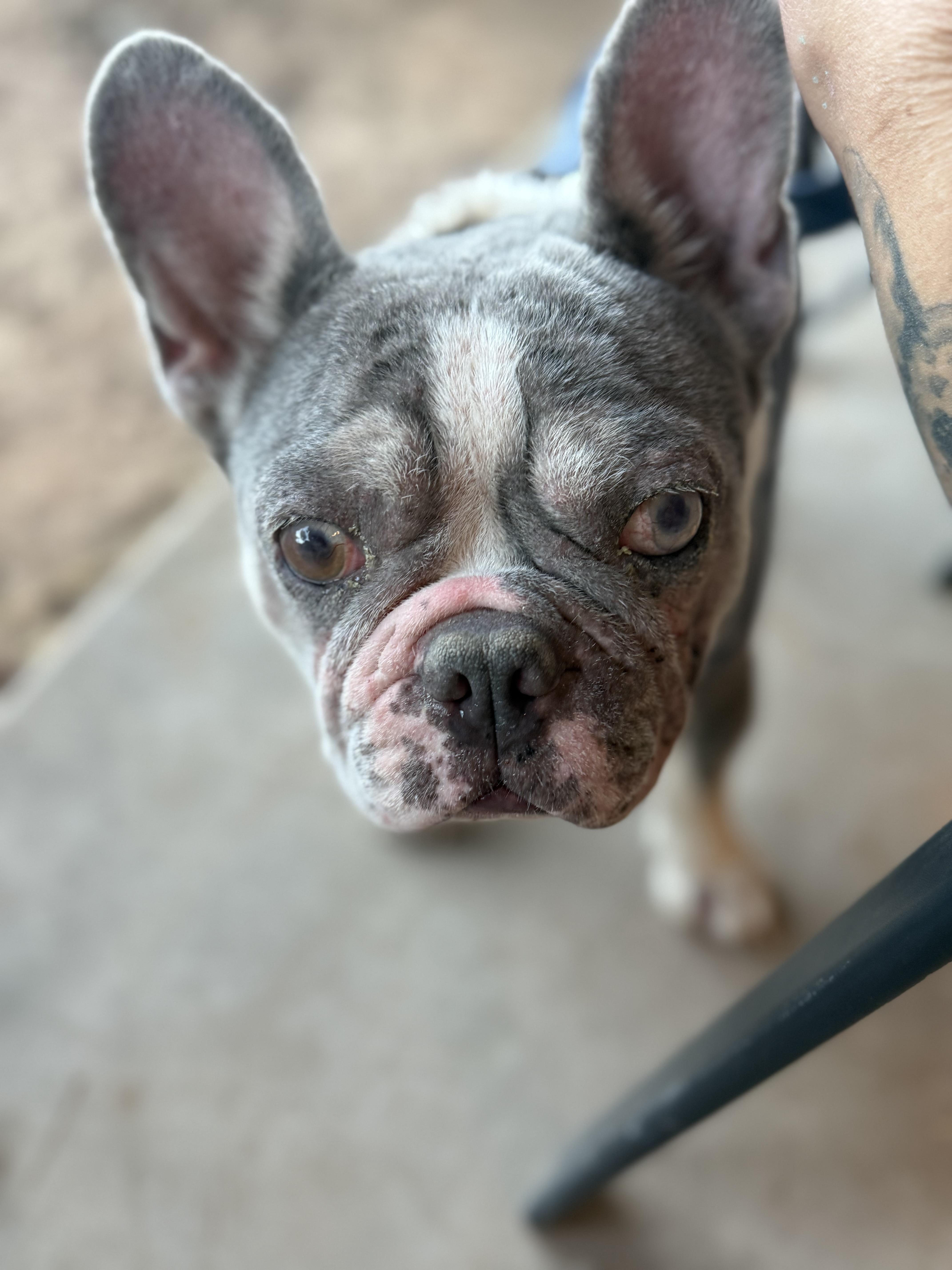 Enlarge Bob, a Adoptable French Bulldog in Mesa, AZ image 6/6