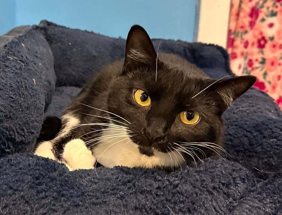 Luna, Adoptable, Adult Female Domestic Short Hair.