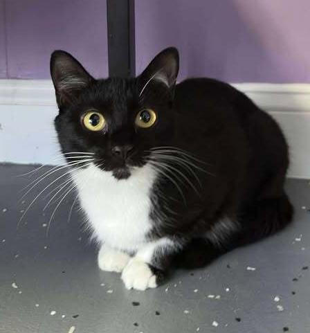 Enlarge Luna, a Adoptable mixed breed in Woodbridge, VA image 2/2