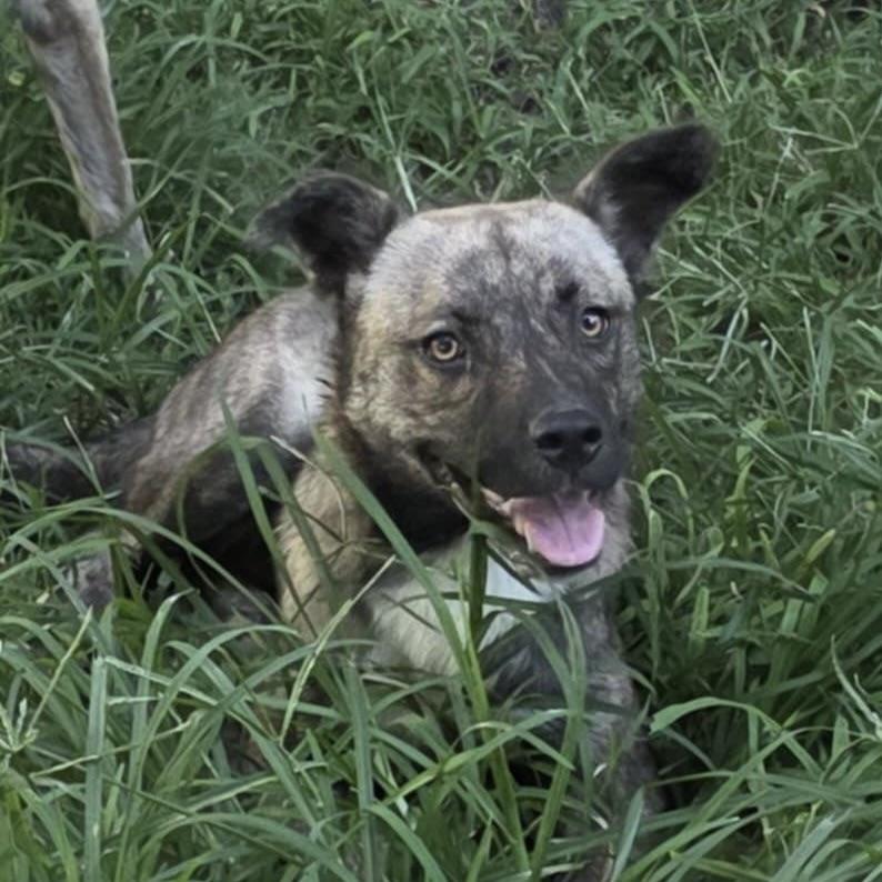 Angelica (20250824-01) — thumbnail 3