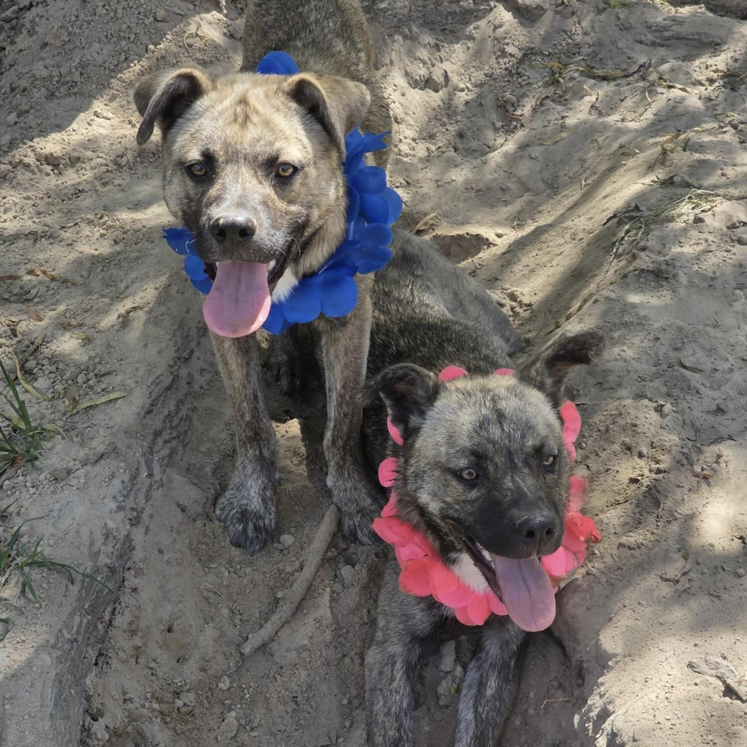 Angelica (20250824-01) — thumbnail 6