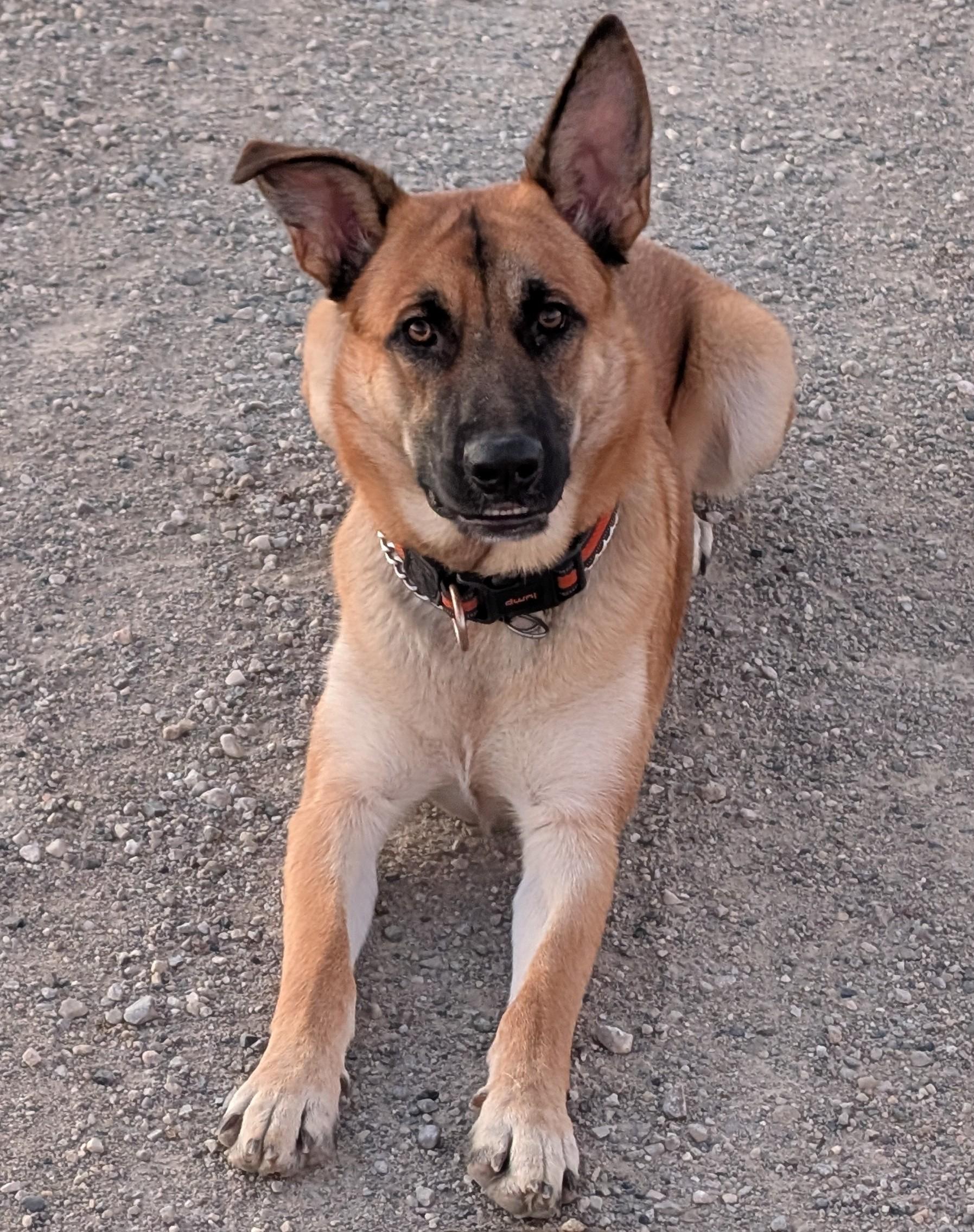 Duke, ADOPTABLE, Adult Male Belgian Shepherd / Malinois.