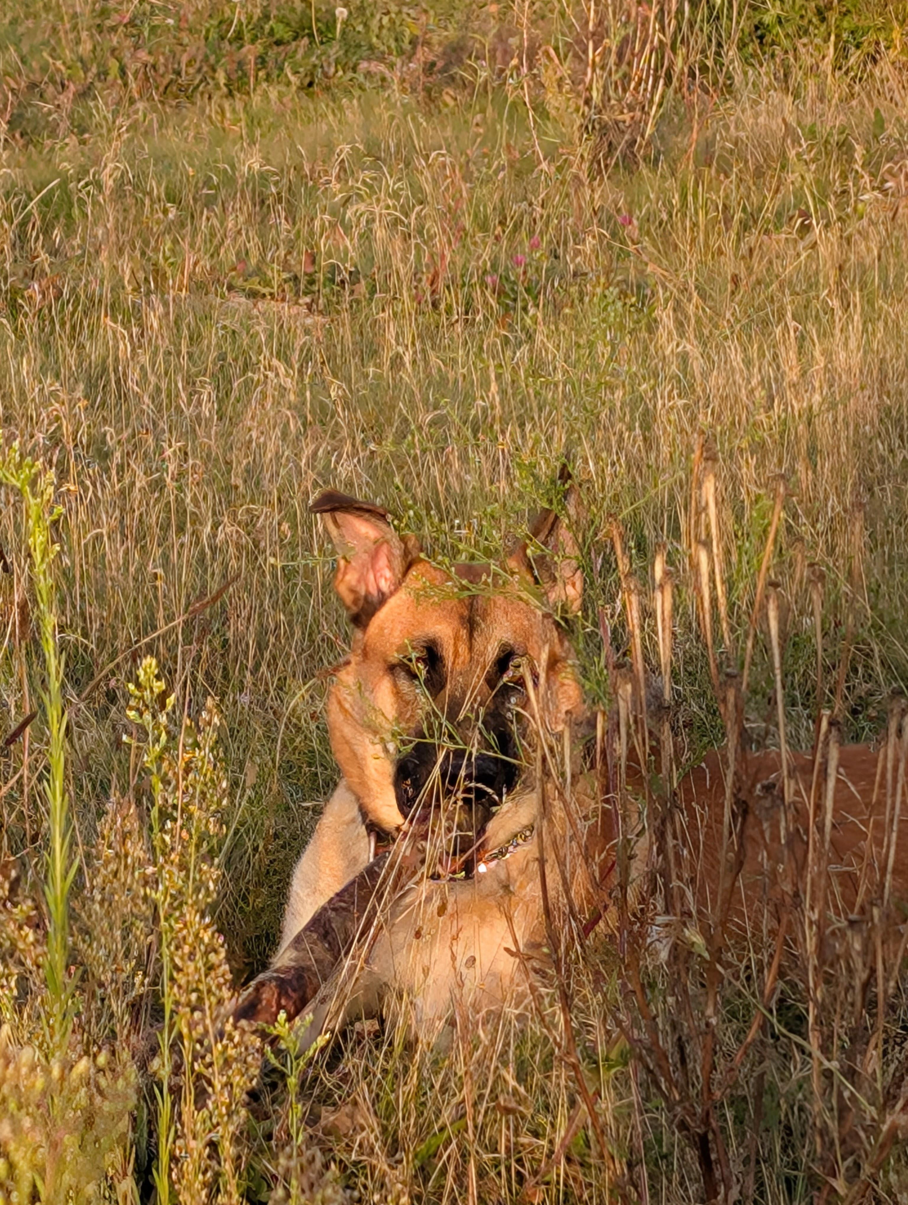 Enlarge Duke, a ADOPTABLE mixed breed in Rockwood, ON image 2/6