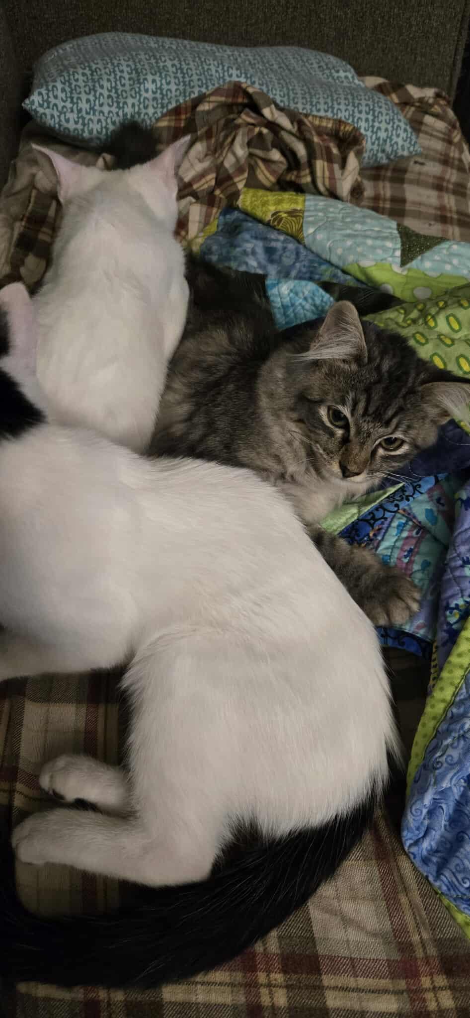 Enlarge Silver, an adopted mixed breed in Tulsa, OK image 1/2