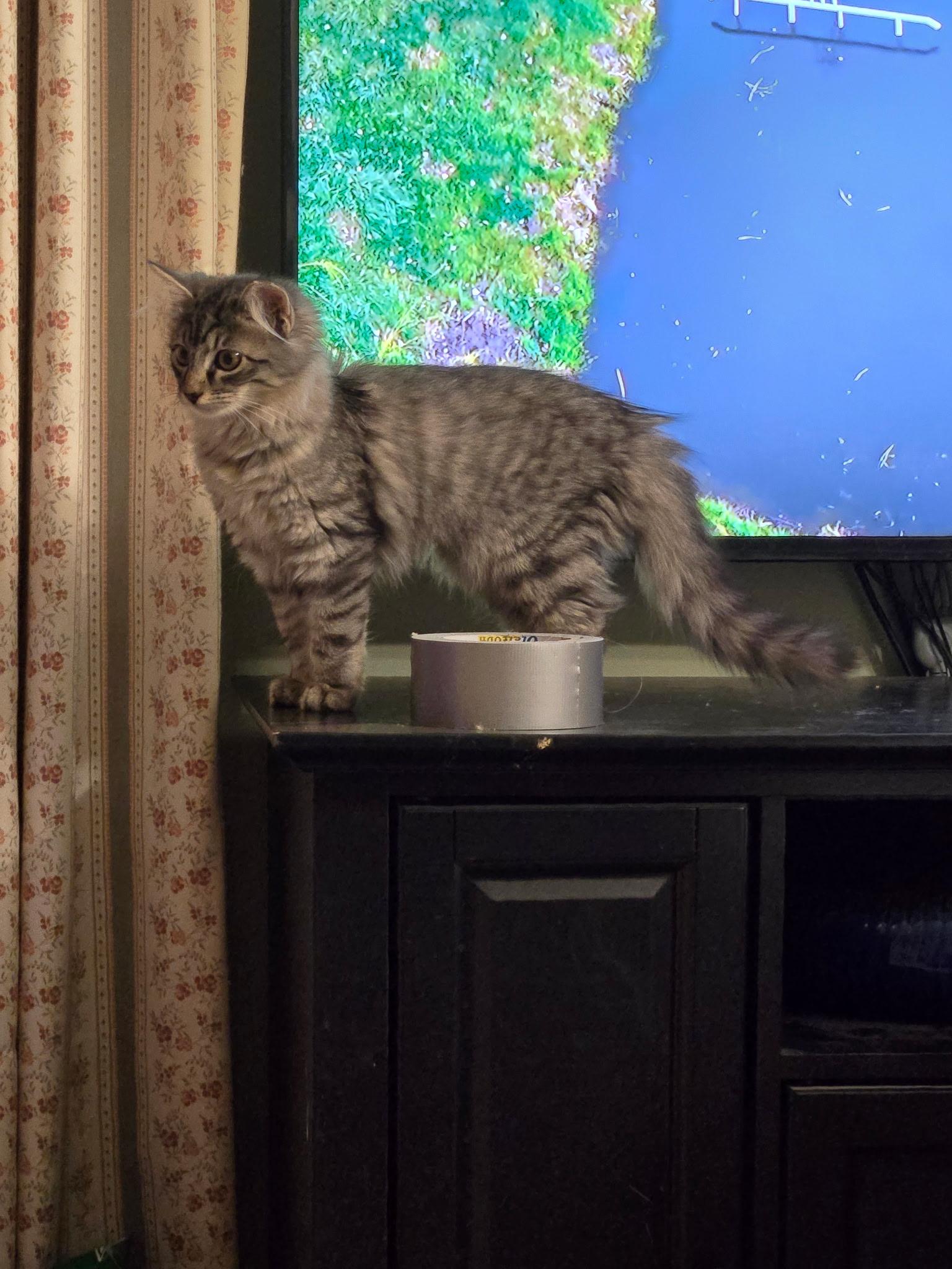 Silver, adopted, Kitten Female Domestic Medium Hair & Maine Coon.