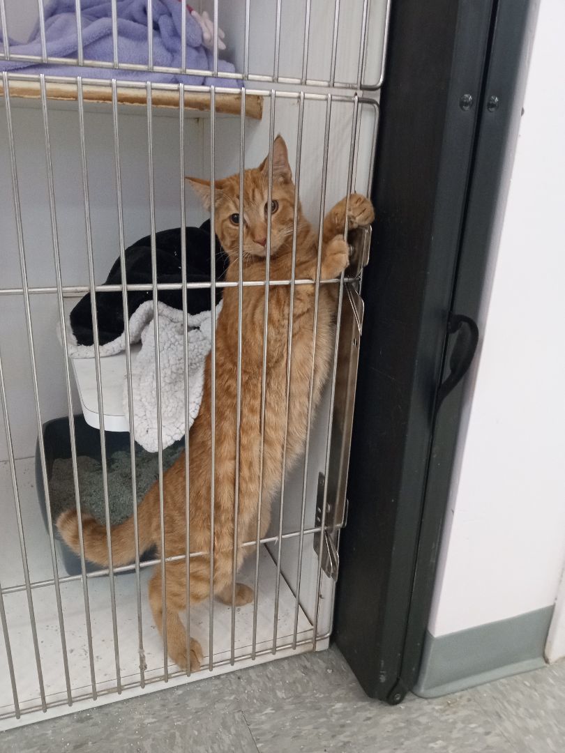 Enlarge Charlie, a Adopted mixed breed in Springfield, MA image 1/3