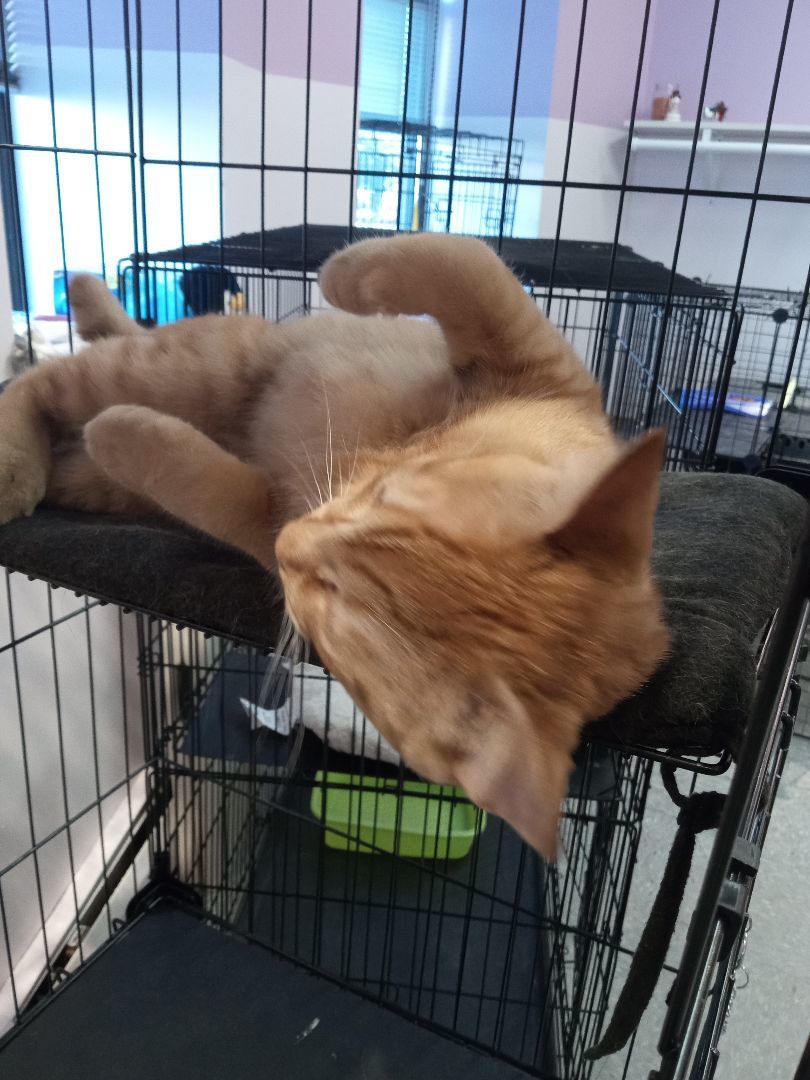 Enlarge Charlie, a Adopted mixed breed in Springfield, MA image 3/3