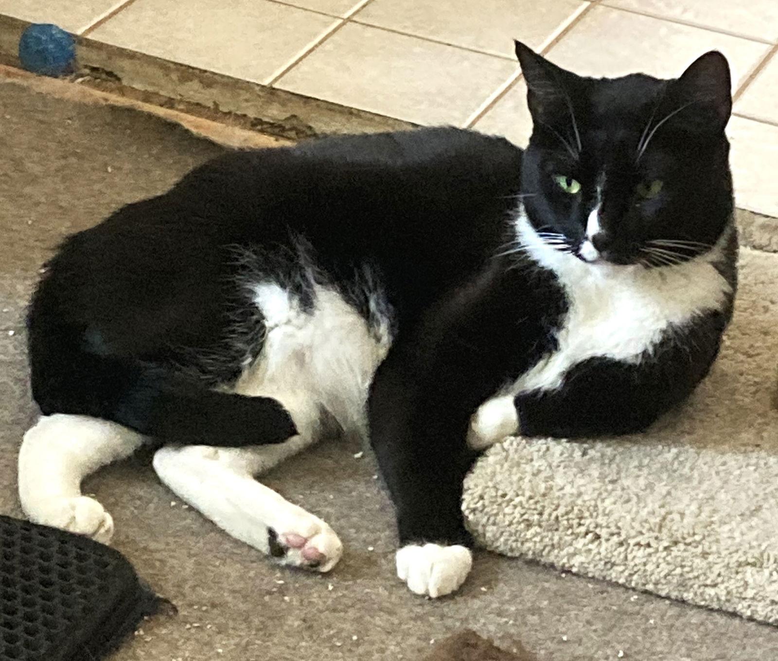 Blaze, Adoptable, Adult Male Tuxedo.