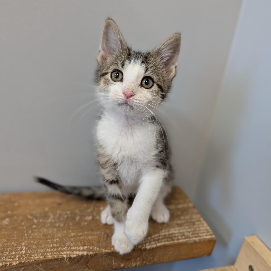 Enlarge Horton, an adopted Domestic Short Hair in Cape Girardeau, MO image 3/3