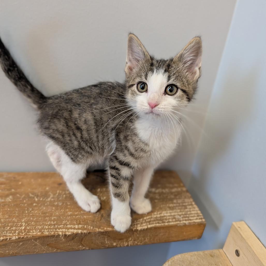 Enlarge Horton, an adopted Domestic Short Hair in Cape Girardeau, MO image 2/3