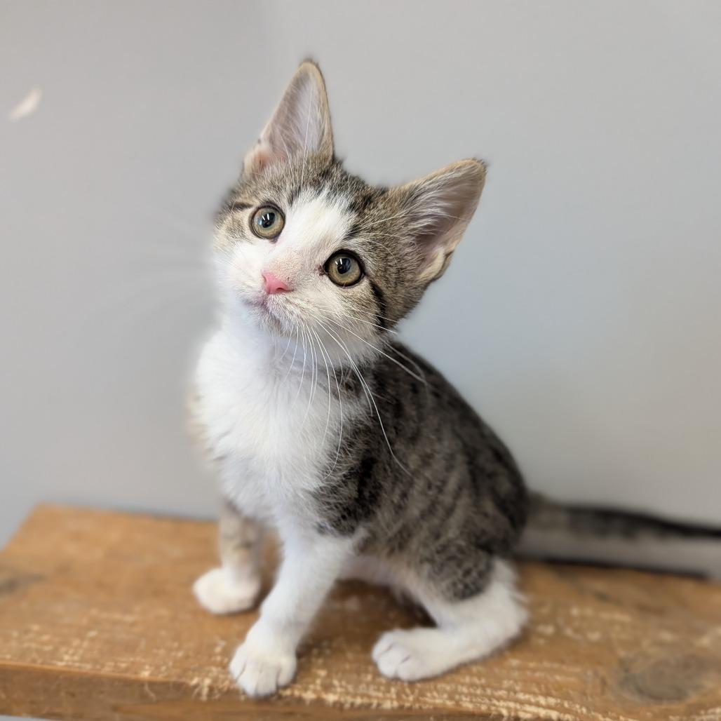 Horton, adopted, Kitten Female Domestic Short Hair.