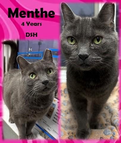 Menthe, ADOPTABLE, Adult Female Domestic Short Hair.